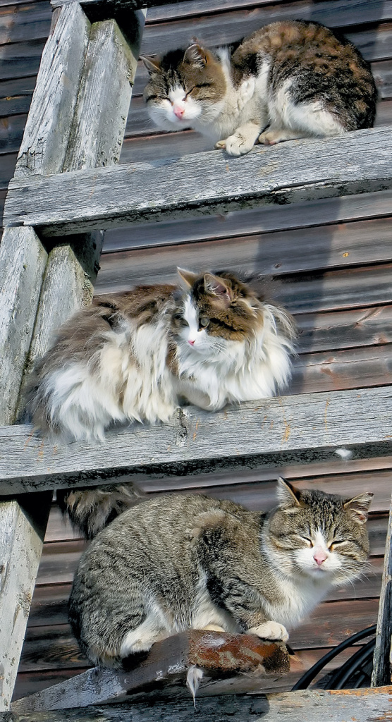 «Карельская многодневка» прошла на стыке марта и апреля. На снимке: пресловутые мартовские коты греются на тёплом весеннем солнышке Калевалы.